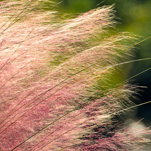 Colorful Fall Planting Shrub | Calloway's Nursery