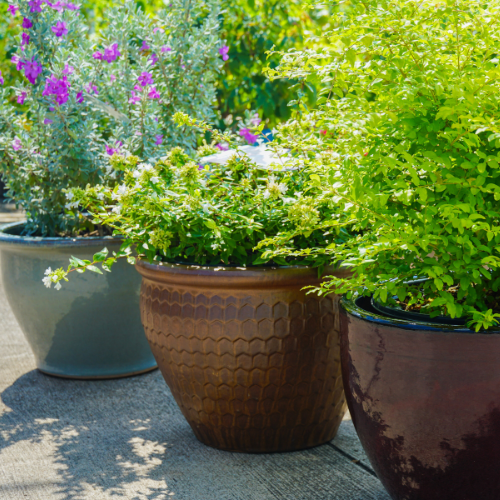 Calloways Premium Tree & Shrub Garden Soil for Fall Planting | Calloway's Nursery