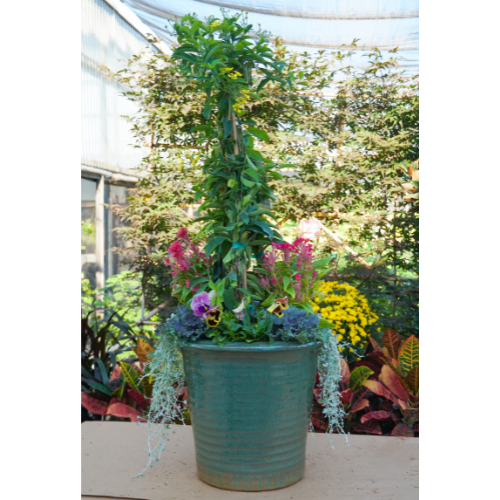 plants for fall