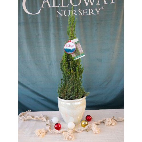 Norfolk Island Pines for Christmas Holidays | Calloway's Nursery