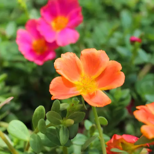 purslane bloom