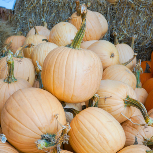 Pile of light orange pumpkins with dry straw background at a cozy fall harvest market display.