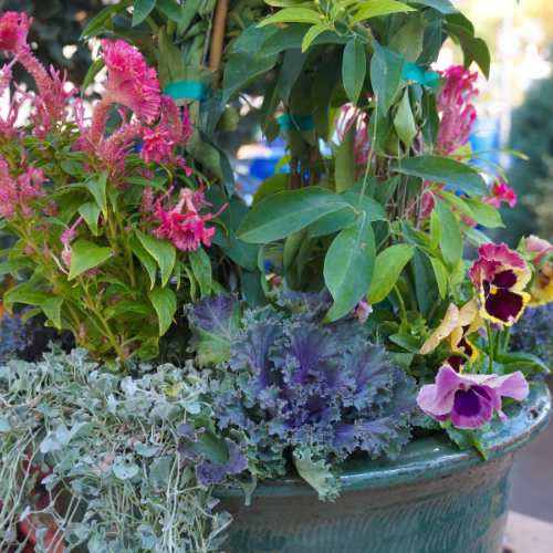 plants for fall