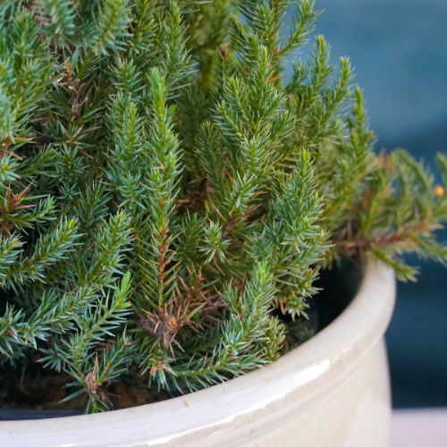 Norfolk Island Pines for Christmas Holidays | Calloway's Nursery