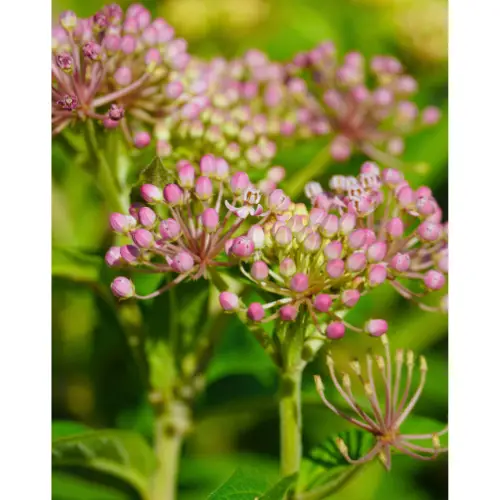 purslane bloom