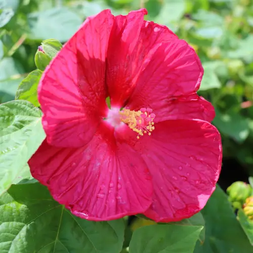 purslane bloom