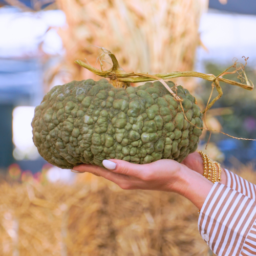 Person holding a textured green pumpkin with dry corn stalks in the background at a fall market.