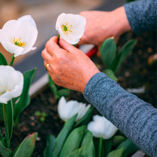 Spring Garden Ideas for Fall Planting | Calloway's Nursery