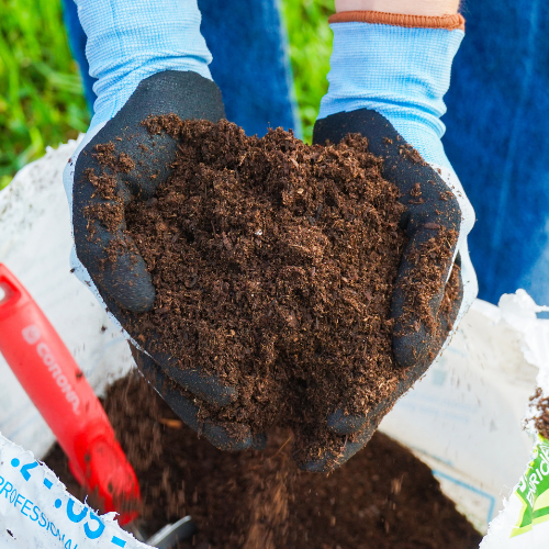 Norfolk Island Pines for Christmas Holidays | Calloway's Nursery
