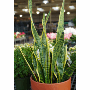 Sansevieria