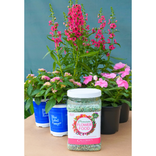 purslane