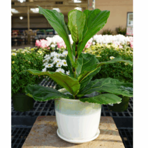 Ficus Lyrata