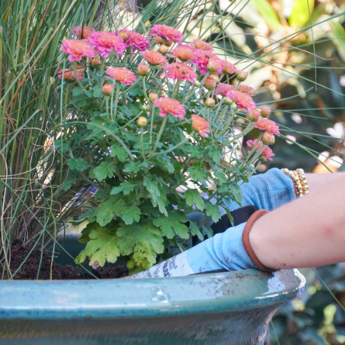 plants for fall