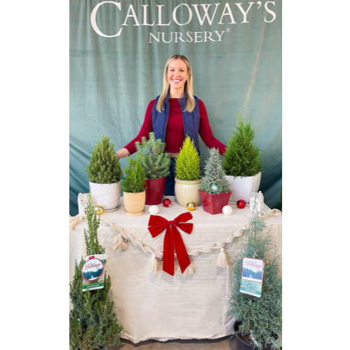 Shop Tabletop Fresh Christmas Greenery for Holidays | Calloway's Nursery