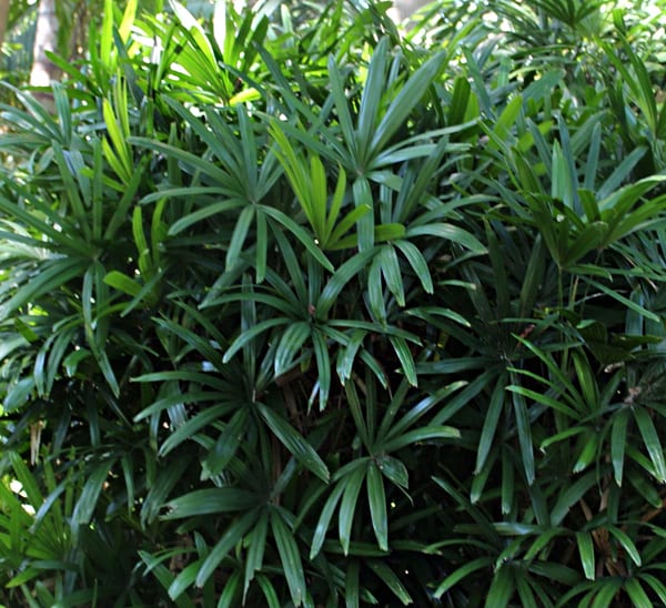 Finger Palm