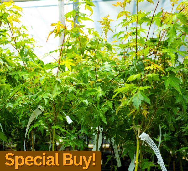 Link to Special Buy 1 gallon Japanese Maples product page