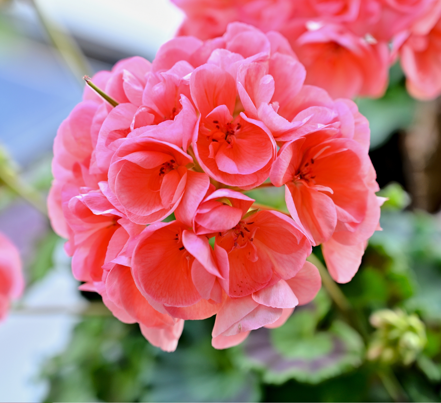 Geraniums