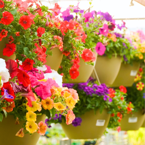 Patio Hanging Baskets 
