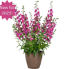 Angelonia
