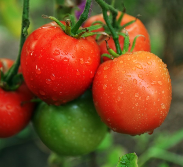 Chef Jeff's® Vegetables 