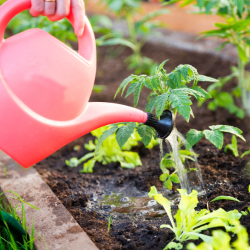 watering