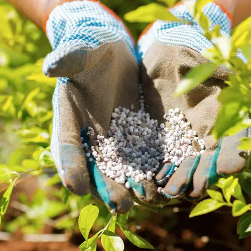 gardening tips plant food granules