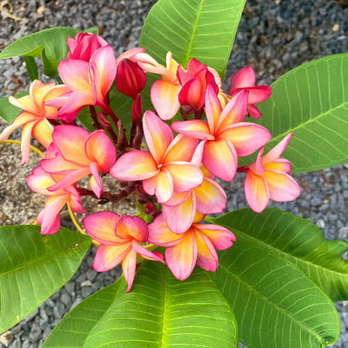 August Gardening Tips: 5 Essential Ways to Care for Your Garden