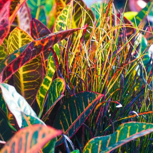 croton plants