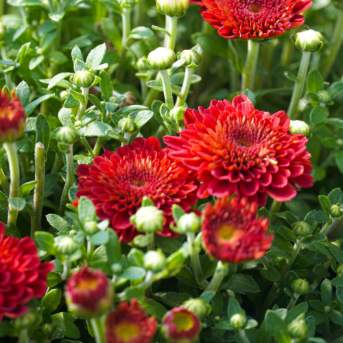 garden mums