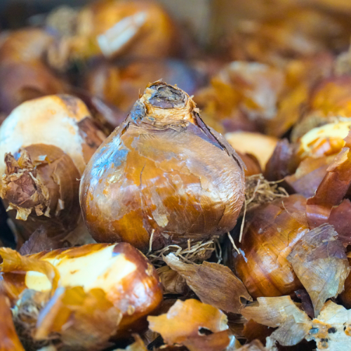 Planting Fall Bulbs for Spring Color | Calloway's Nursery