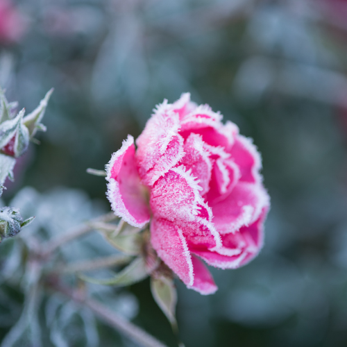 Assessing Frost Damage