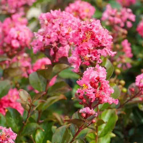 purslane bloom