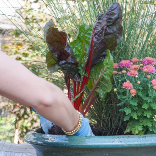 plants for fall