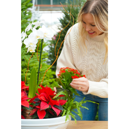 leyland cypress plant