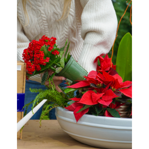 leyland cypress plant