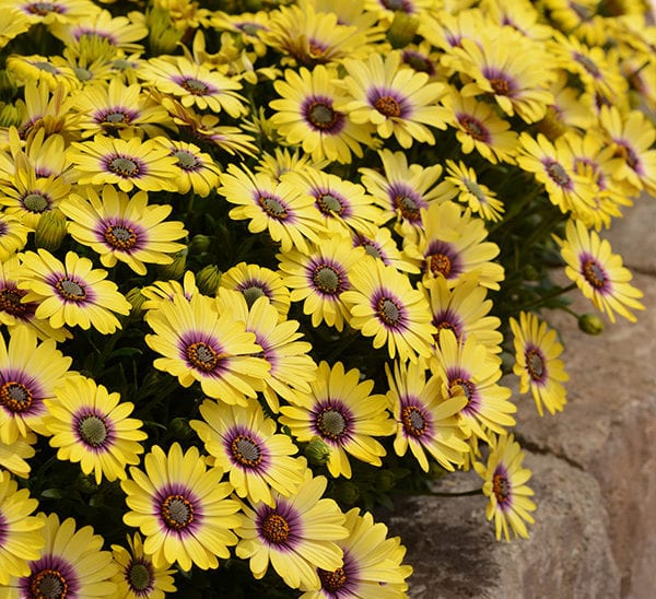 Sunscape Daisies
