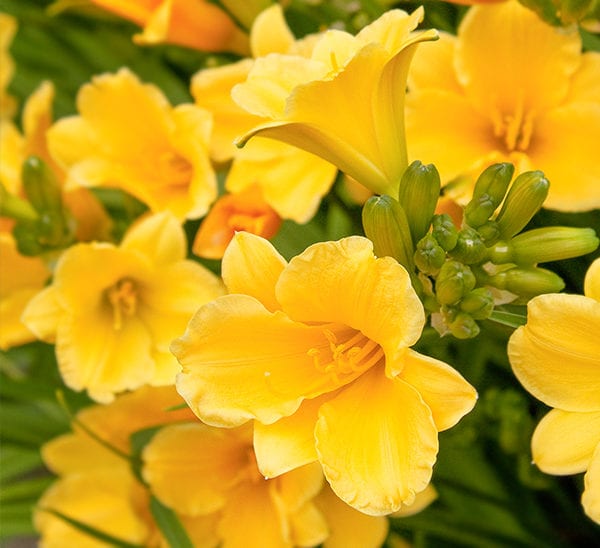 Daylilies