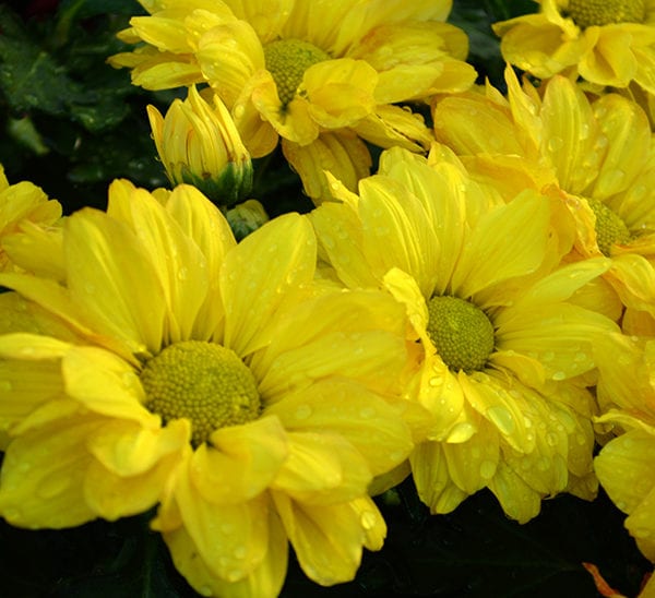 Floral Mums