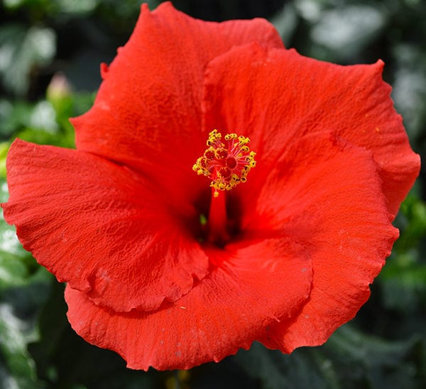 Tropical Hibiscus