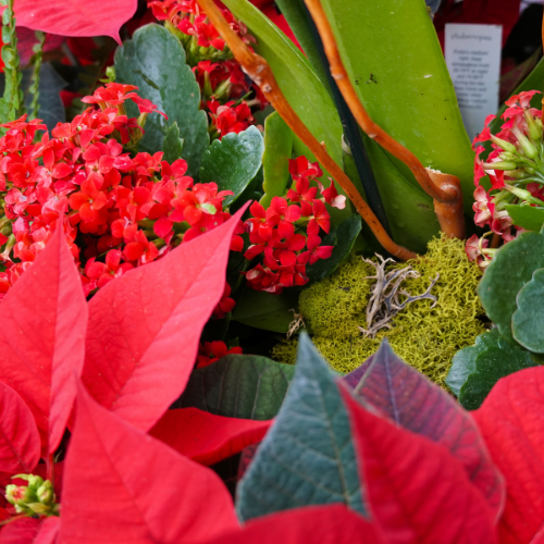 leyland cypress plant