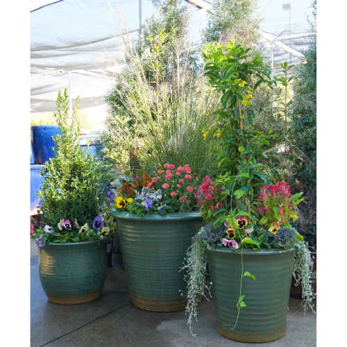 plants for fall