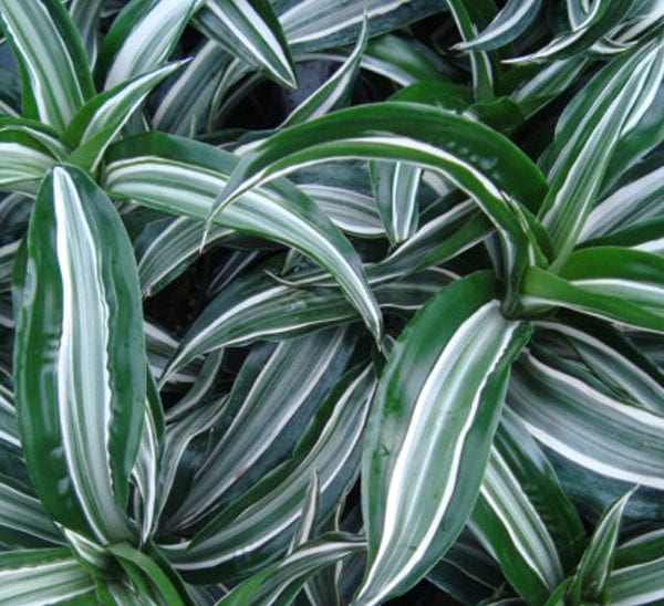 Dracaena Jade Jewel