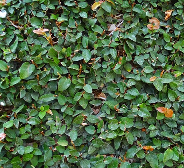 Ficus Repens - Calloway's Nursery