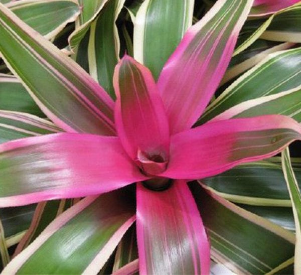 Bromeliad Neoregelia