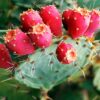 Opuntia Cactus