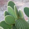 Opuntia Cactus