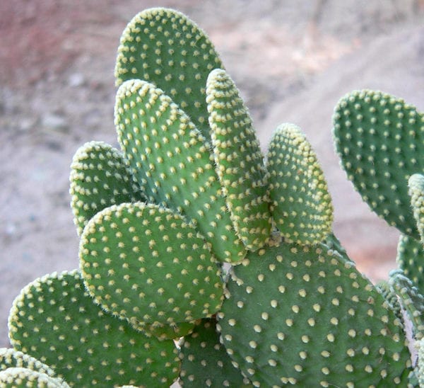 Opuntia Cactus