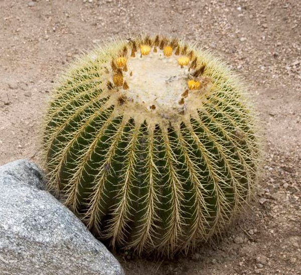 Golden Barrel Cactus