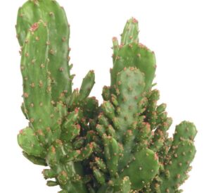 Cereus Peruvianus