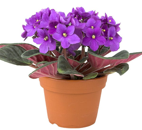 African Violet